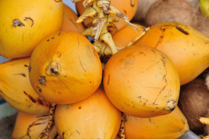 KING COCONUTS – THE GOLDEN NUT OF SRI LANKA